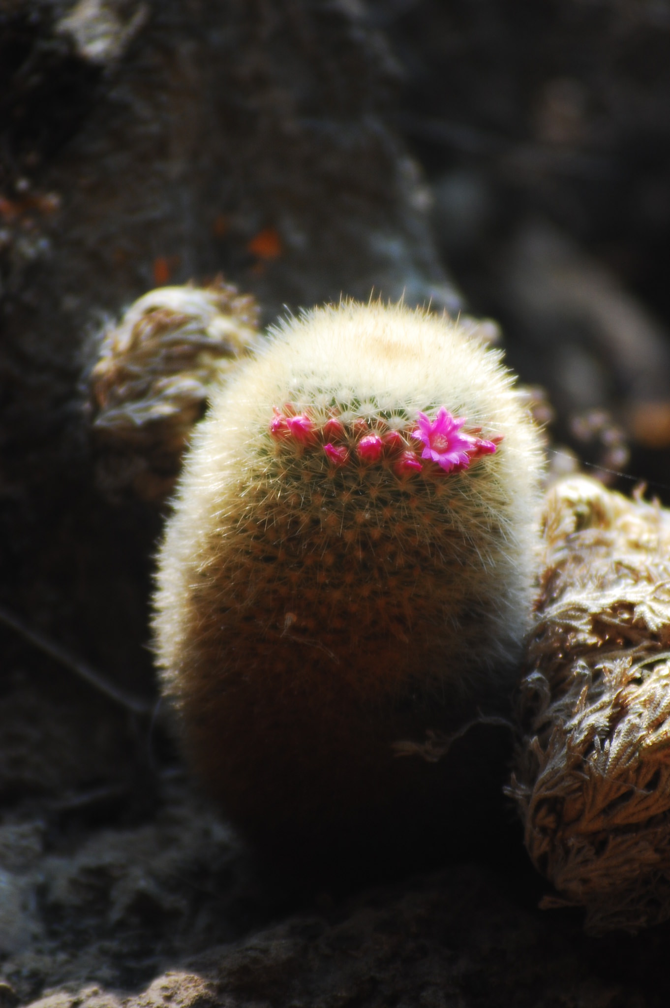Mammillaria spinosissima